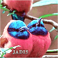 Jadis