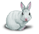 Lapin Blanc