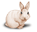 Lapin Blanc