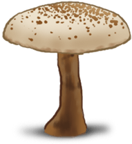 Champignon