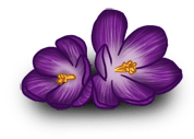 Crocus