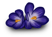 Crocus