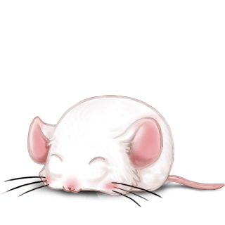 Adopte un(e) Souris Blanche