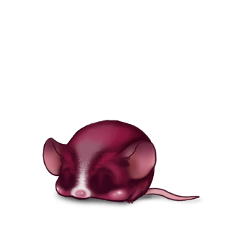 Adopte un(e) Souris Praline